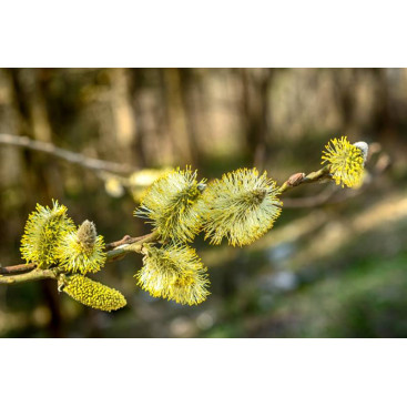 SALIX aurita
