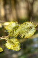 SALIX aurita