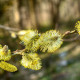 SALIX aurita
