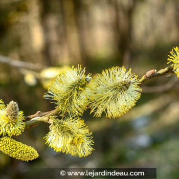 SALIX aurita