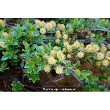 SALIX cinerea