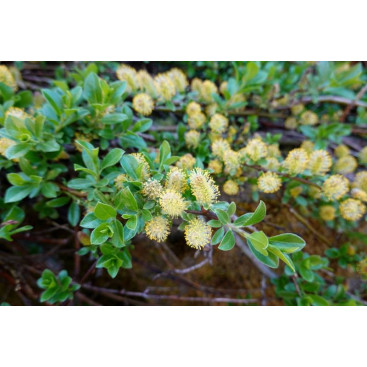 SALIX cinerea