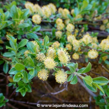SALIX cinerea