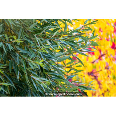 SALIX fragilis