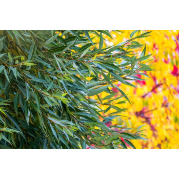 SALIX fragilis