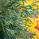 SALIX fragilis
