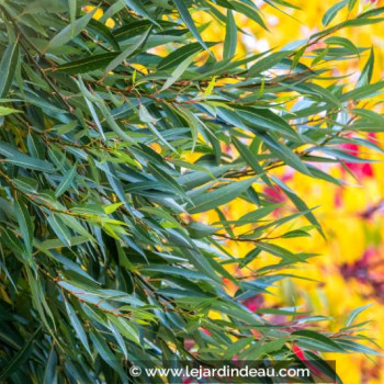 SALIX fragilis
