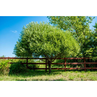 SALIX fragilis \'Bullata\'