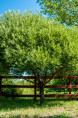 SALIX fragilis 'Bullata'