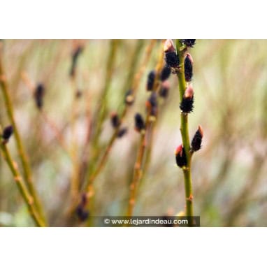 SALIX gracilistyla \'Melanostachys\' - Saule Griffe de Loup