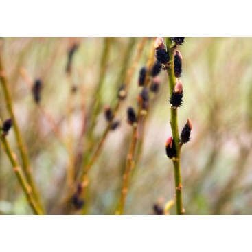 SALIX gracilistyla \'Melanostachys\'