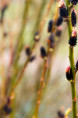 SALIX gracilistyla 'Melanostachys'
