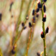 SALIX gracilistyla 'Melanostachys'