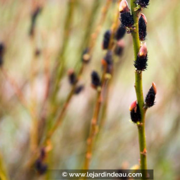 SALIX gracilistyla &#039;Melanostachys&#039;