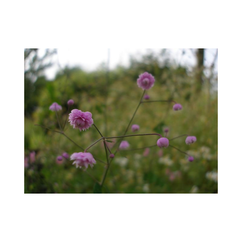 THALICTRUM delavayi 'Hewitt's Double'