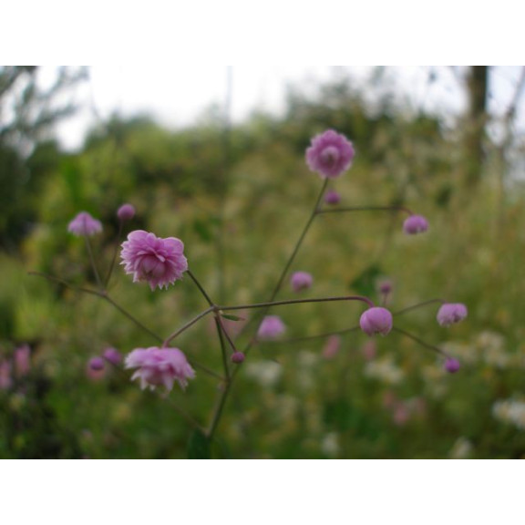 THALICTRUM delavayi 'Hewitt's Double'