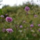 THALICTRUM delavayi 'Hewitt's Double'