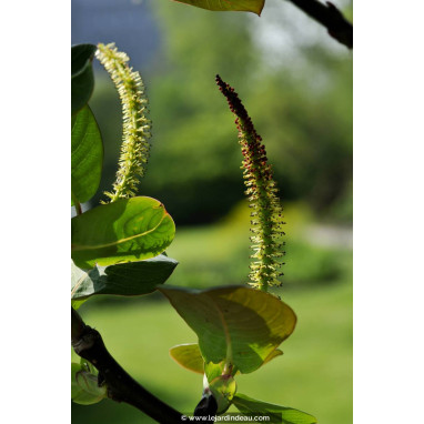 SALIX magnifica