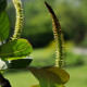 SALIX magnifica
