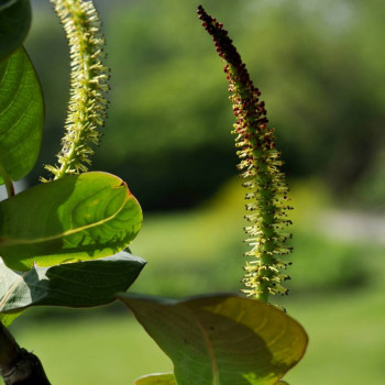 SALIX magnifica