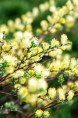 SALIX repens 'Nitida'