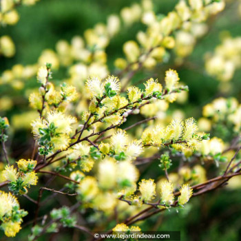 SALIX repens &#039;Nitida&#039;