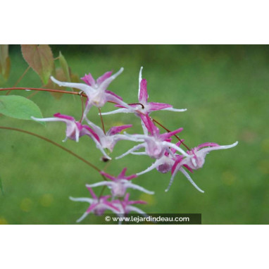 EPIMEDIUM grandiflorum \'Rose Queen\'