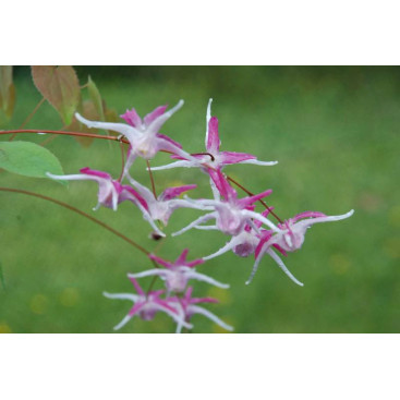 EPIMEDIUM grandiflorum \'Rose Queen\'