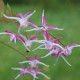 EPIMEDIUM grandiflorum 'Rose Queen'