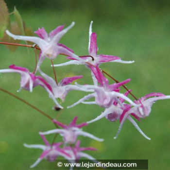 EPIMEDIUM grandiflorum &#039;Rose Queen&#039;
