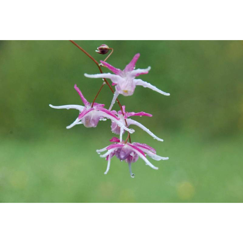 EPIMEDIUM grandiflorum 'Rose Queen'
