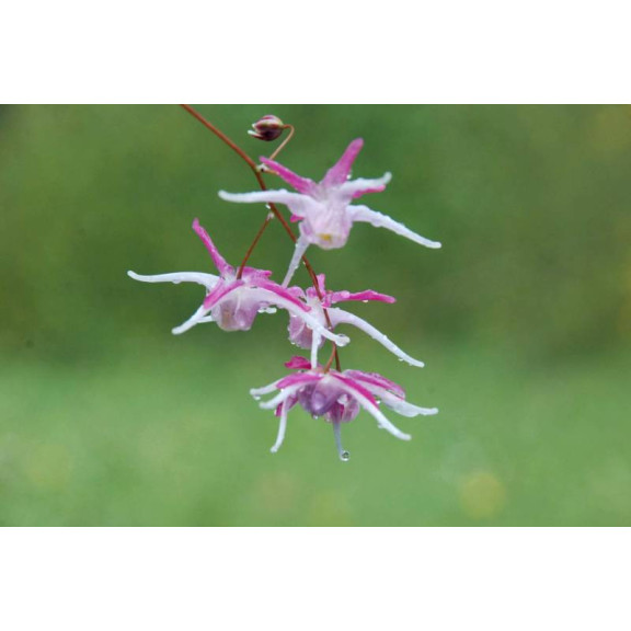 EPIMEDIUM grandiflorum 'Rose Queen'
