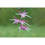 EPIMEDIUM grandiflorum 'Rose Queen'