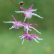 EPIMEDIUM grandiflorum 'Rose Queen'