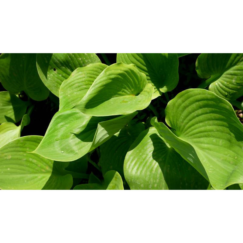 HOSTA 'Sum and Substance' HOSTA 'Sum and Substance'