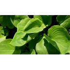 HOSTA 'Sum and Substance' HOSTA 'Sum and Substance'