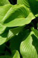HOSTA 'Sum and Substance'