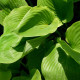 HOSTA 'Sum and Substance'