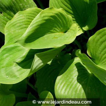HOSTA &#039;Sum and Substance&#039;