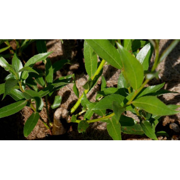 SALIX alba \'Belders\'