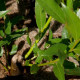 SALIX alba 'Belders'