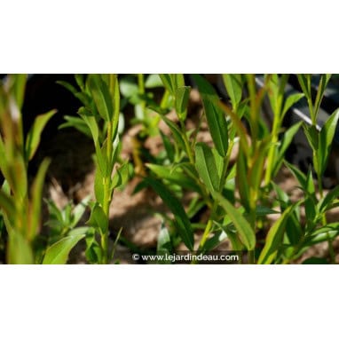 SALIX alba \'Liempde\' - Saule blanc / Saule commun / Saule argent&eacute; / Saule vivier / Osier blanc