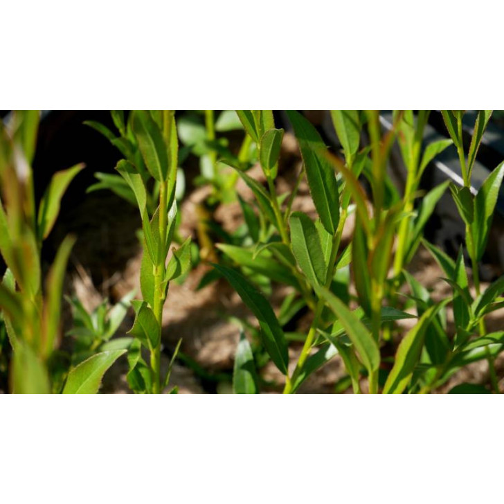 SALIX alba 'Liempde'