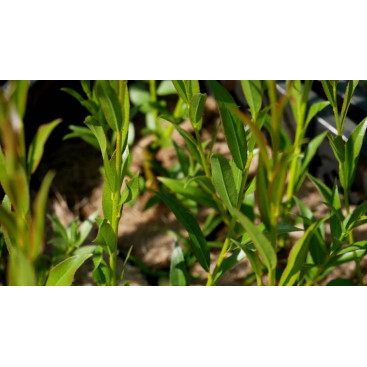 SALIX alba \'Liempde\'