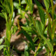 SALIX alba 'Liempde'