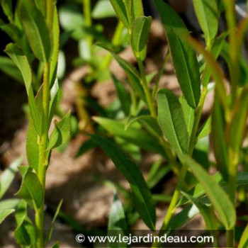 SALIX alba &#039;Liempde&#039;