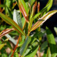 SALIX irrorata