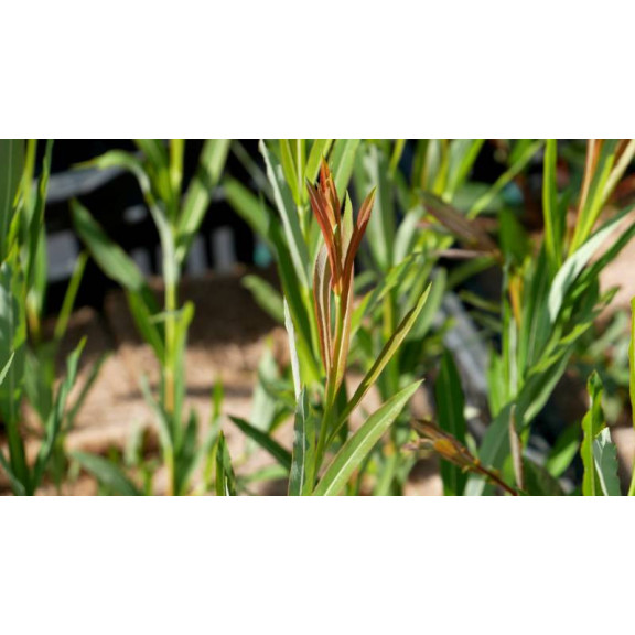 SALIX koriyanagi