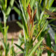 SALIX koriyanagi