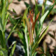 SALIX koriyanagi